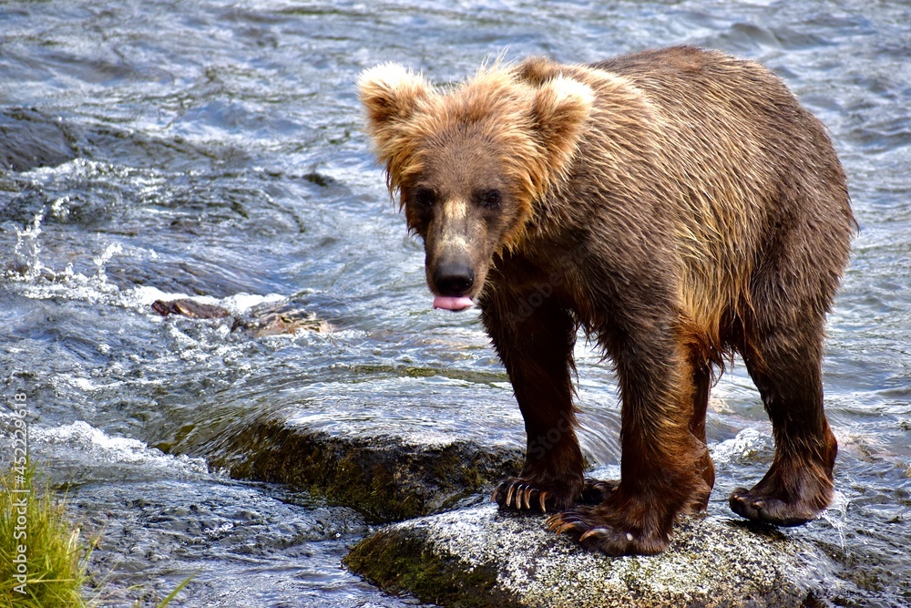 Grizzly bear with tongue out Grizzly bear with tongue out