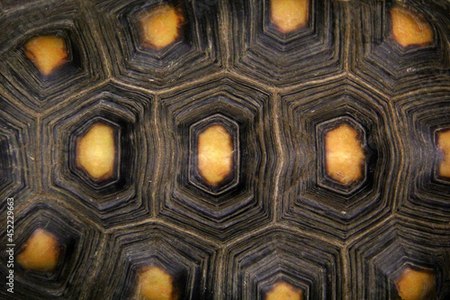 Shell of a turtle