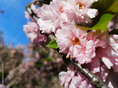 Blossoming sakura pink flowers with green leaves.Spring fressness, copy space photo