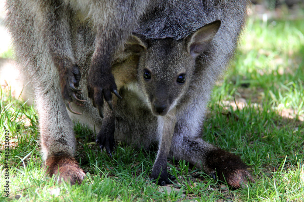 Little baby wallaby in the pouch of his mother Little baby wallaby in the pouch of his mother