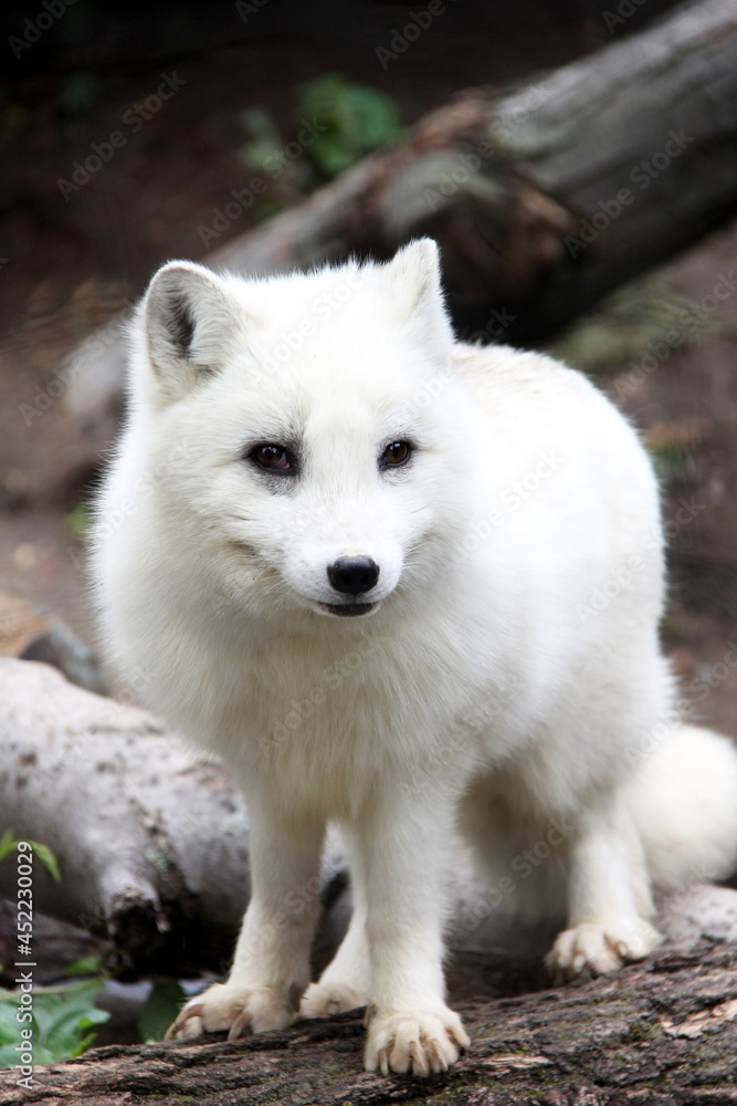 region fox in the snow