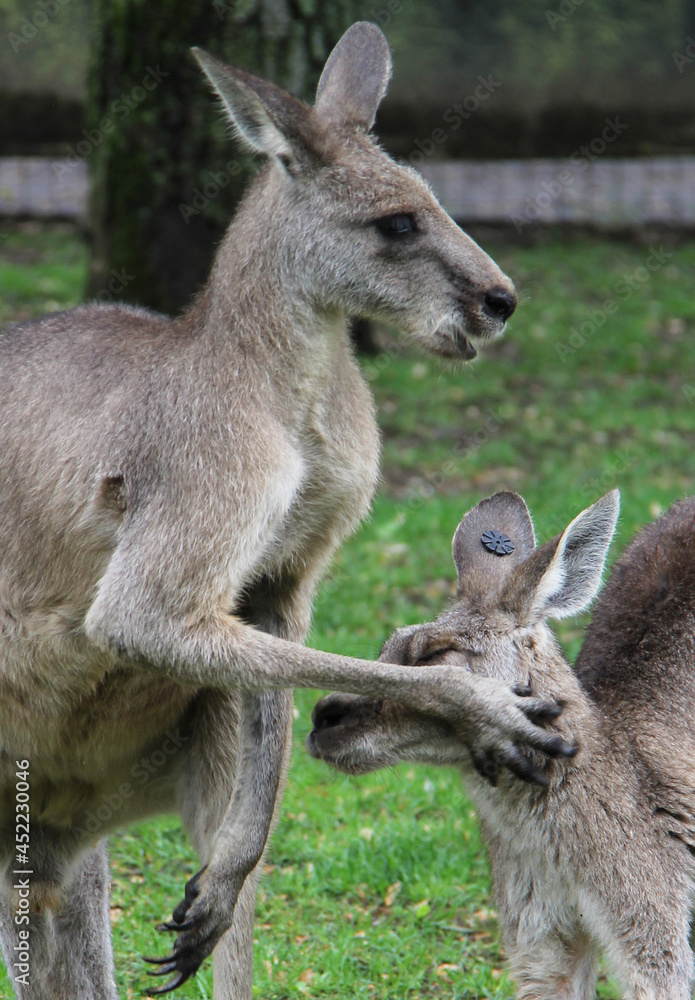 Battle of kangaroos Battle of kangaroos
