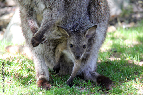 Little baby wallaby in the pouch of his mother