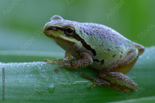 Pacific Treefrog (Pseudacris regilla, formerly Hyla regilla) is also known as the Pacific Chorus Frog..Finley Wildlife Refuge, Oregon. photo