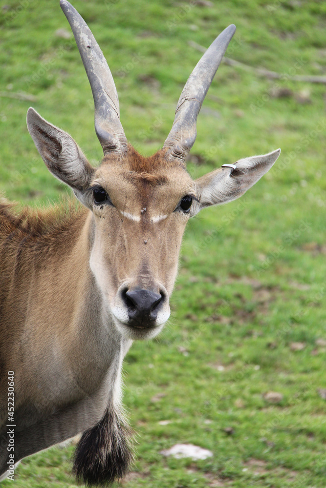 impala in the wild