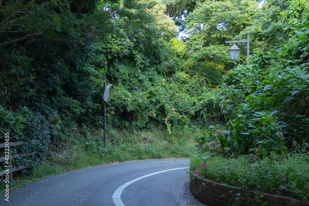 Naklejka premium 夏を彩る緑、公園の風景