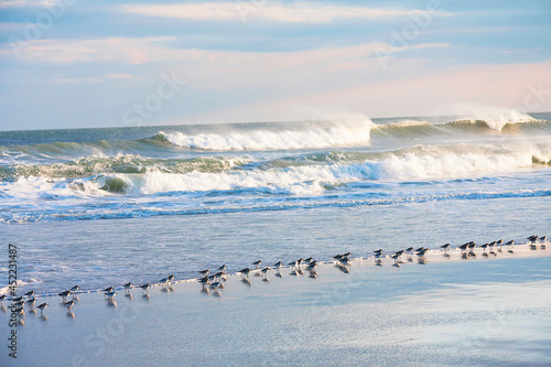 Marching sanderlings feeding in the active blue surf . photo