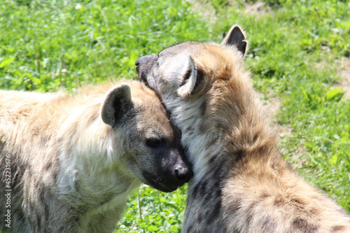 love between two hyenas