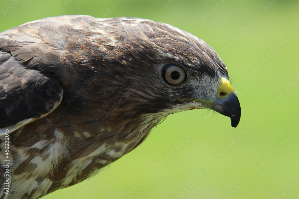Fototapeta premium portrait of a falcon