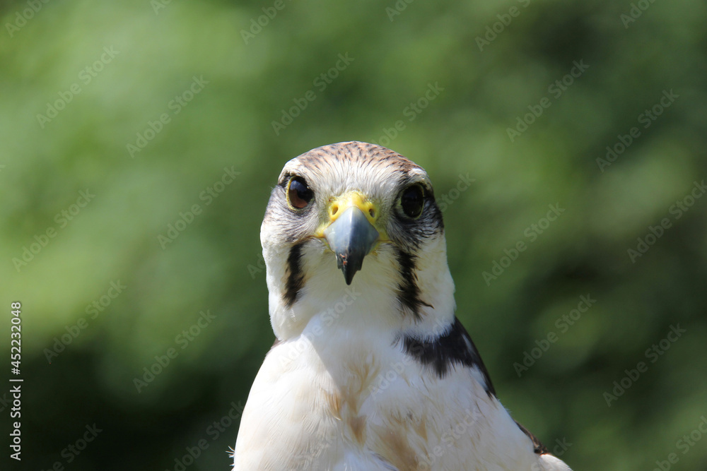 portrait of a falcon portrait of a falcon