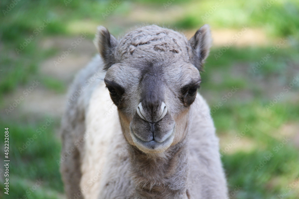 portrait of a baby camel