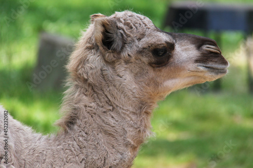 portrait of a baby camel