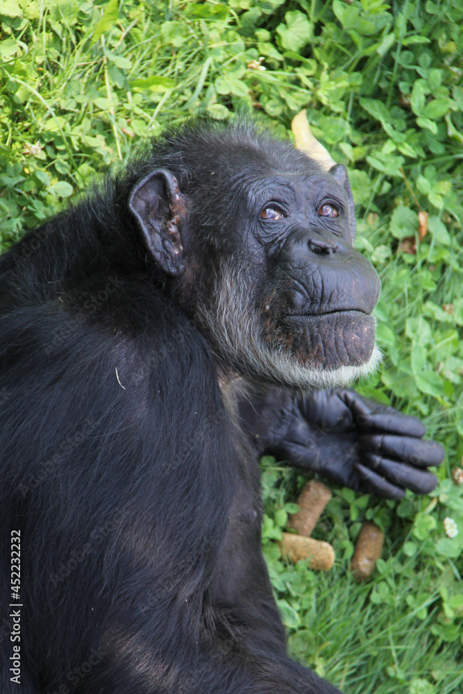 Looking of a chimpanzee on the grass Looking of a chimpanzee on the grass