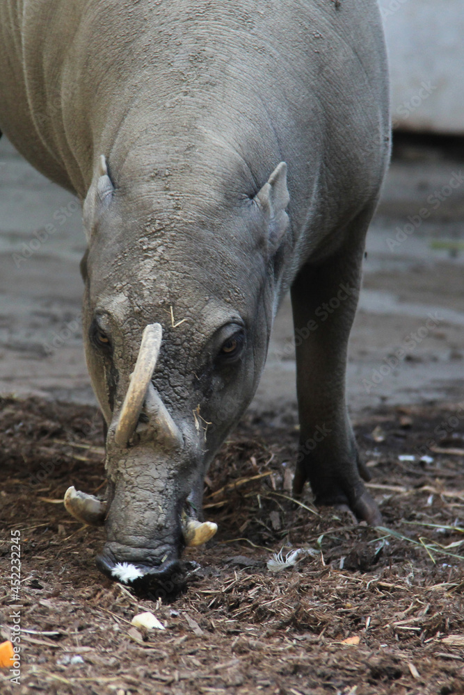 Obraz premium warthog in mud