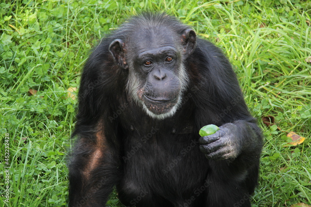 Old chimpanzee standing and eating on grass