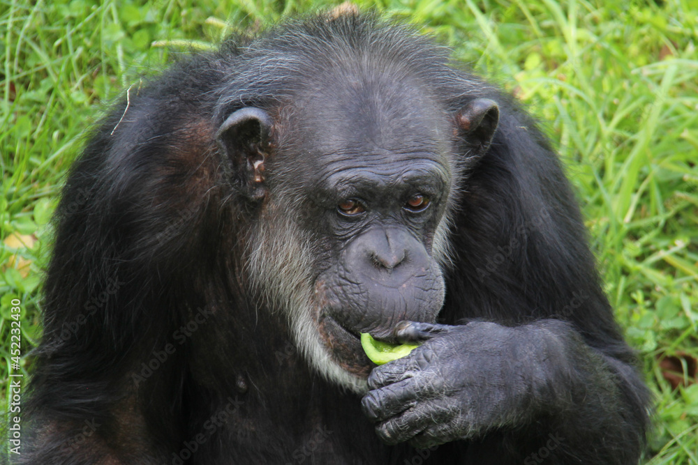 Old chimpanzee standing and eating on grass Old chimpanzee standing and eating on grass