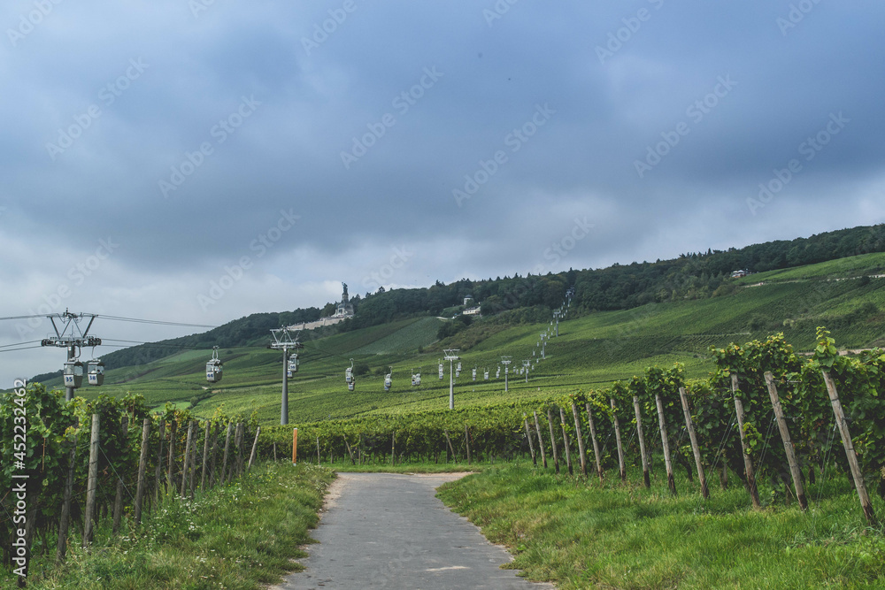 Fototapeta premium vineyard in region country