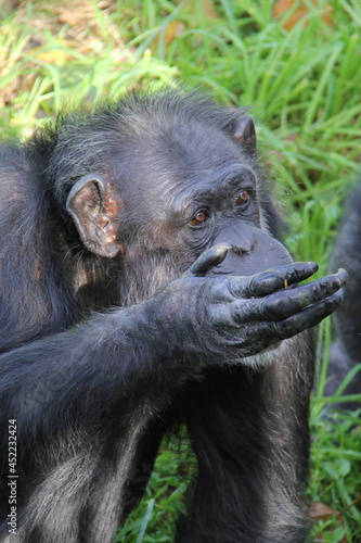 Old chimpanzee beggin on grass