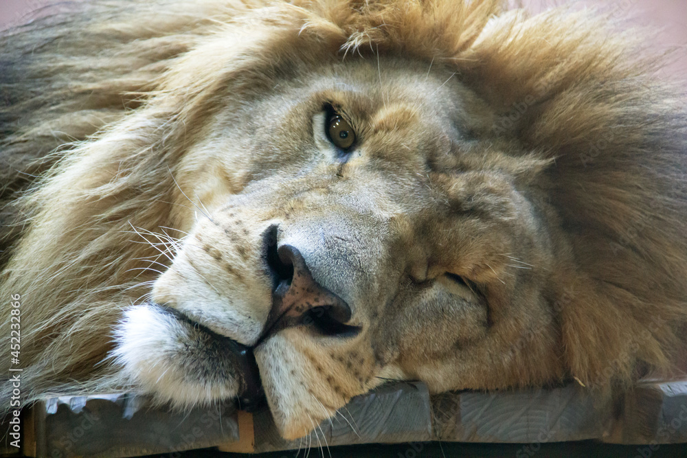 Naklejka premium Close up of the head of a sleepy lion