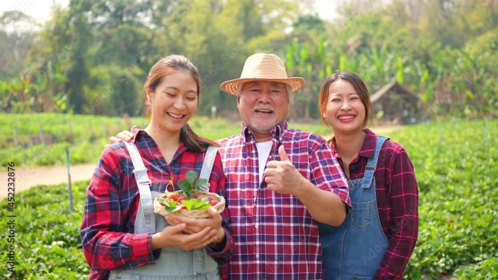 Asian woman with senior man farmer working together in organic strawberry farm with happiness. Happy farm owner family harvest ripe strawberry in garden. Agriculture product business industry concept Asian woman with senior man farmer working together in organic strawberry farm with happiness. Happy farm owner family harvest ripe strawberry in garden. Agriculture product business industry concept