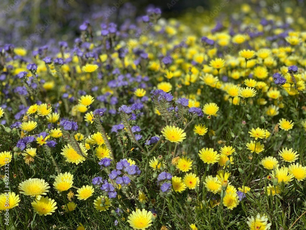 Obraz premium California wildflowers