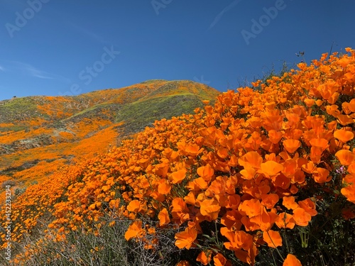 California wildflowers