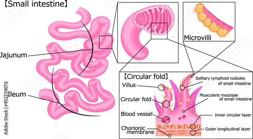 小腸　イラスト