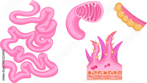 小腸　イラスト