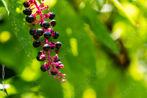 Wallpaper Mural purple and pink berries on vine Torontodigital.ca