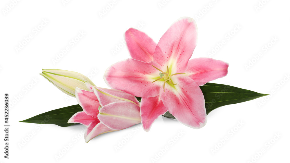 Naklejka premium Beautiful pink lily flowers on white background