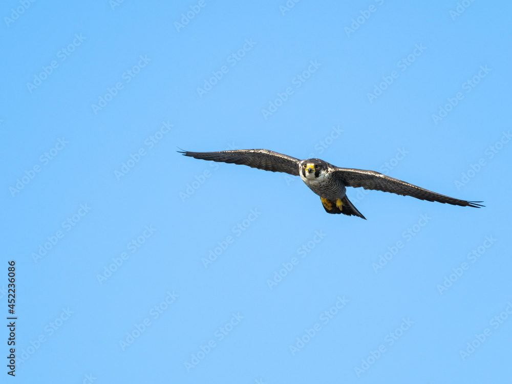 ハヤブサ成鳥の飛翔(Peregrine Falcon) ハヤブサ成鳥の飛翔(Peregrine Falcon)