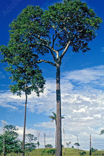 Árvore Castanheira na Amazônia. Pará. photo