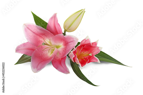 Beautiful pink lily flowers on white background