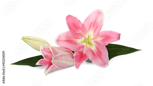 Fototapeta Naklejka Na Ścianę i Meble -  Beautiful pink lily flowers on white background