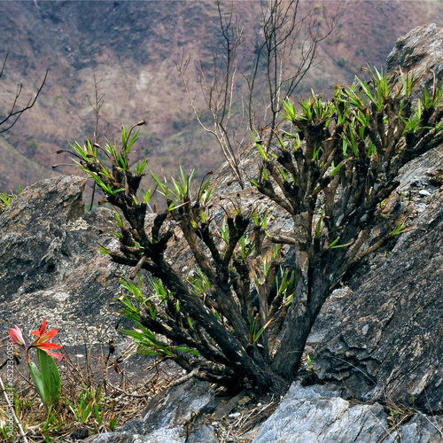 Queimada photo