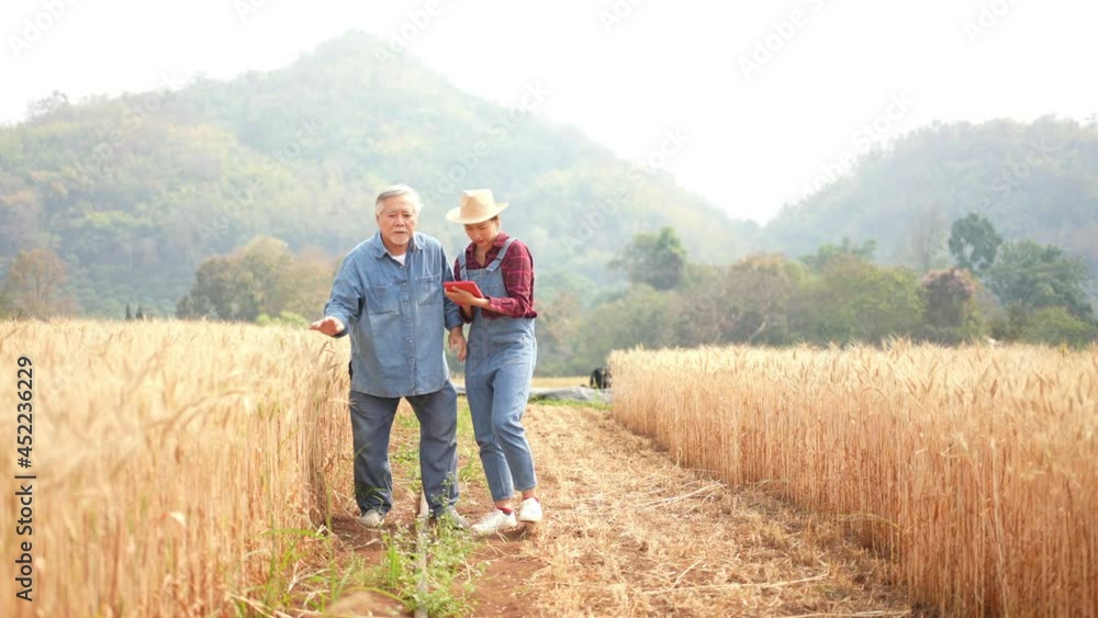 Asian woman and senior man farmer use digital tablet working in rice paddy wheat field together. Farm owner family prepare to harvest organic wheat crop plant. Agriculture industry technology concept Asian woman and senior man farmer use digital tablet working in rice paddy wheat field together. Farm owner family prepare to harvest organic wheat crop plant. Agriculture industry technology concept