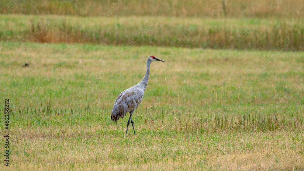 Fototapeta premium Sandhill Crane in Open Field in Montana, Wild Birds of Montana, Antigone Canadensis