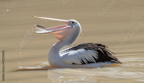 Pelican catching fish in Cooper creek, South Australia.