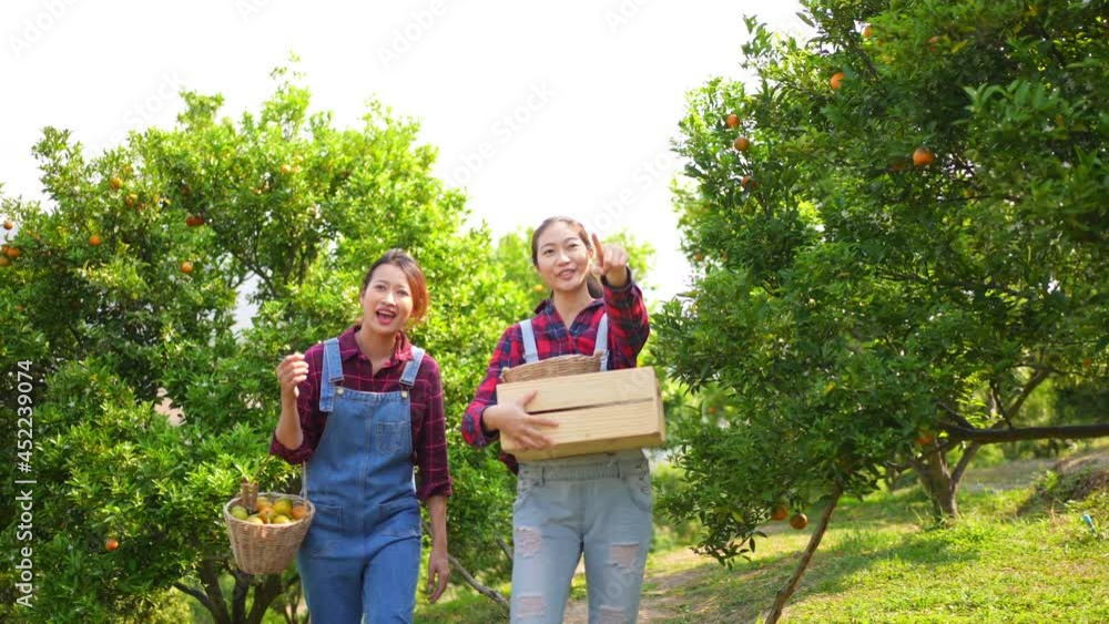 Two Asian woman farmer holding basket and picking organic orange fruit together. Happy female garden worker harvest ripe orange fruit in orange orchard. Agricultural product business industry concept Two Asian woman farmer holding basket and picking organic orange fruit together. Happy female garden worker harvest ripe orange fruit in orange orchard. Agricultural product business industry concept