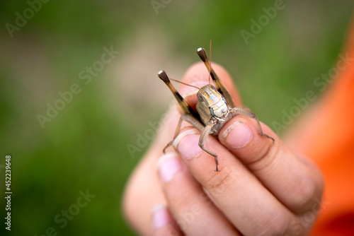 It is a grasshopper captured by a boy.