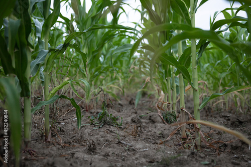 Natural background with growing leaves of corn.