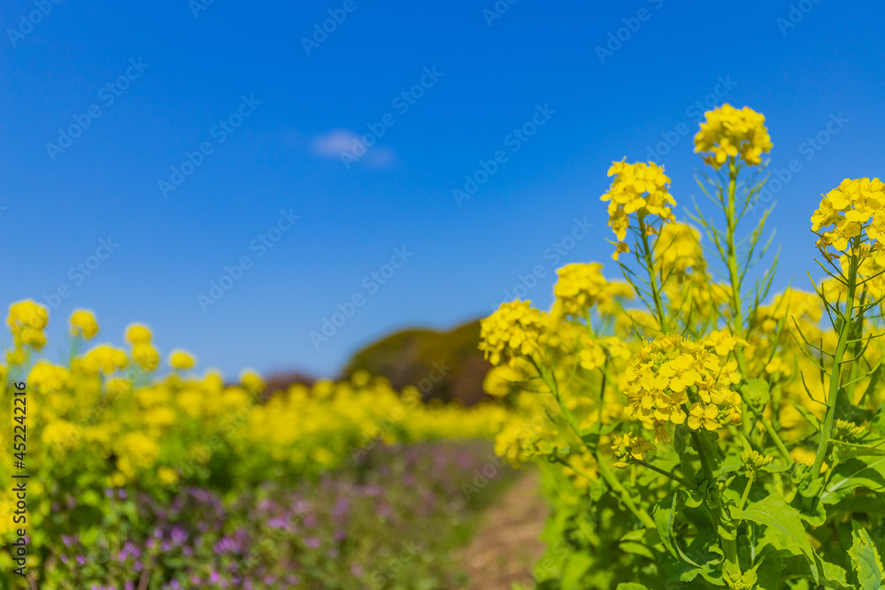 快晴の下の菜の花畑