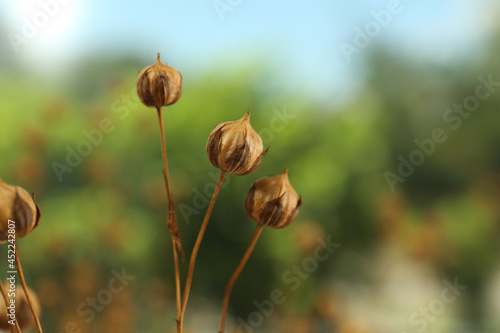 Beautiful dry flax plants against blurred background, closeup
