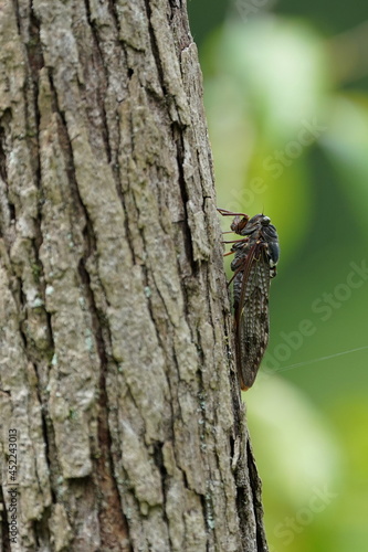 cicada on the tree