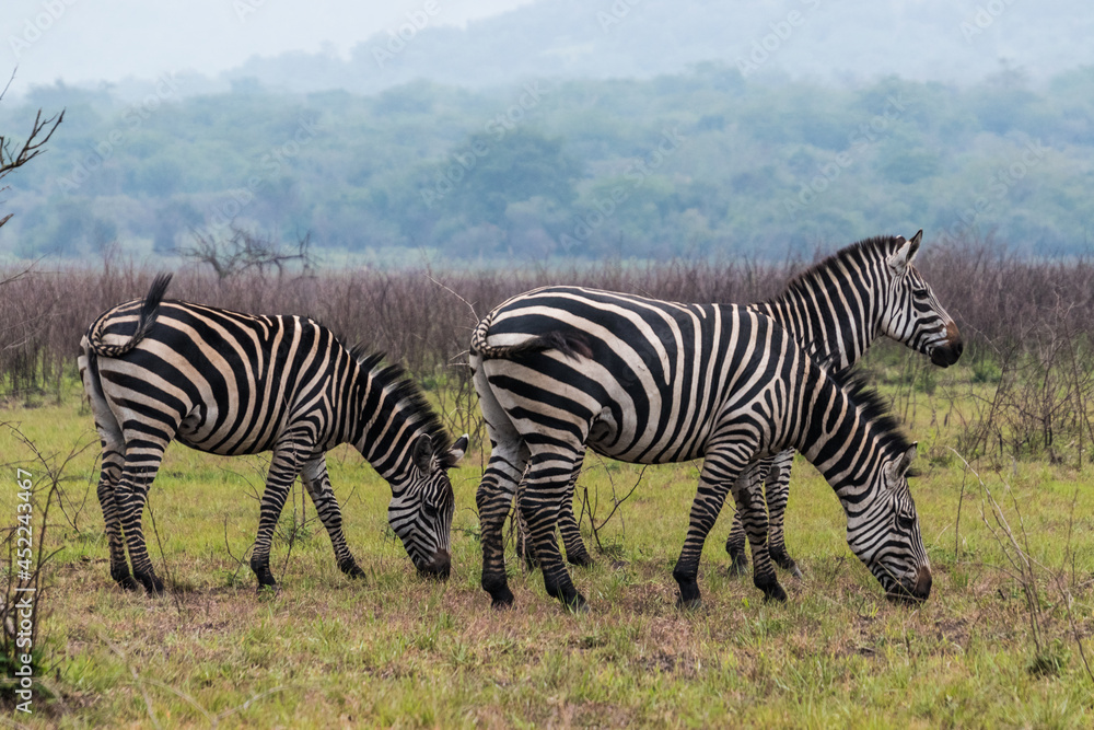 Close up shot of wild Zebra on the plains of Africa in a Safari Close up shot of wild Zebra on the plains of Africa in a Safari