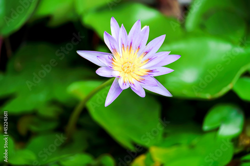 Purple lotuses are blooming in the fish tank.