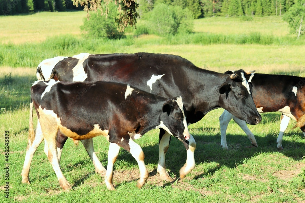 Free pasture cash cow with calf 