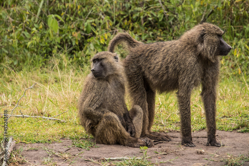 A close up shot of two monkeys on the ground in Africa © Jaden