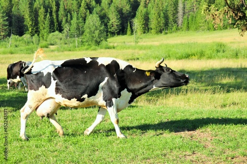 Fotografie Free pasture white and black cash cow