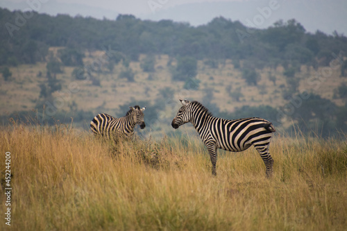 A wide shot of wild Zebra in grass in Rwanda  Africa